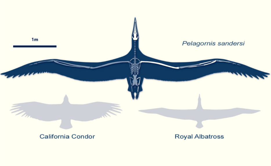 Pelagornis sandersi 快懂百科