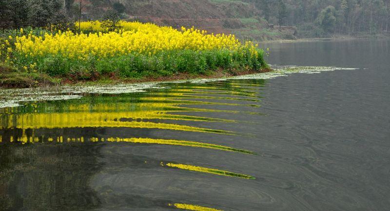 水菜花 快懂百科