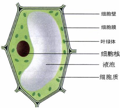 细胞壁 快懂百科