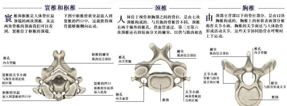 腰椎管狭窄 快懂百科