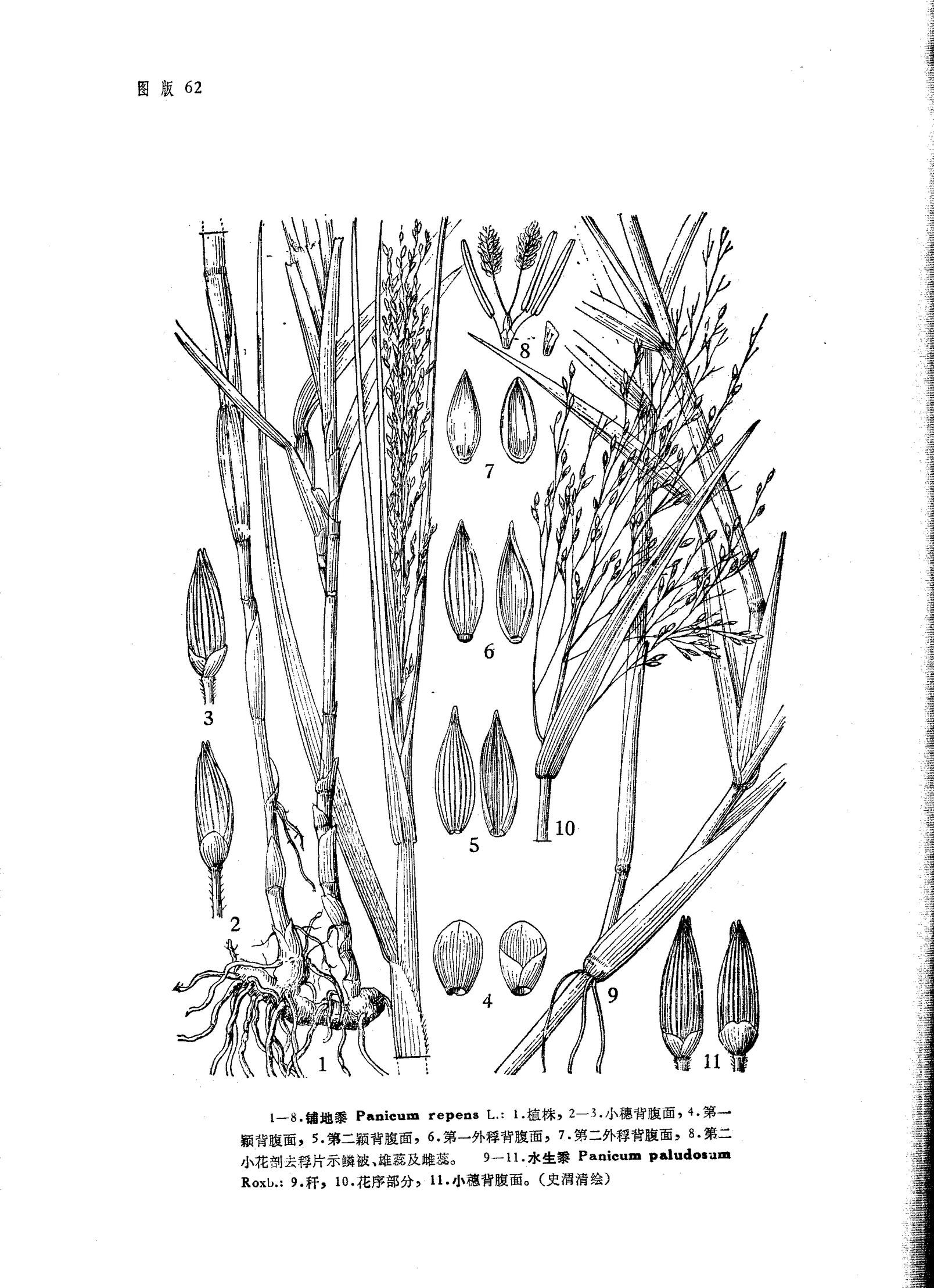 水生黍 快懂百科