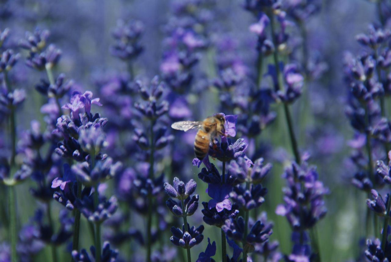 薰衣草 快懂百科