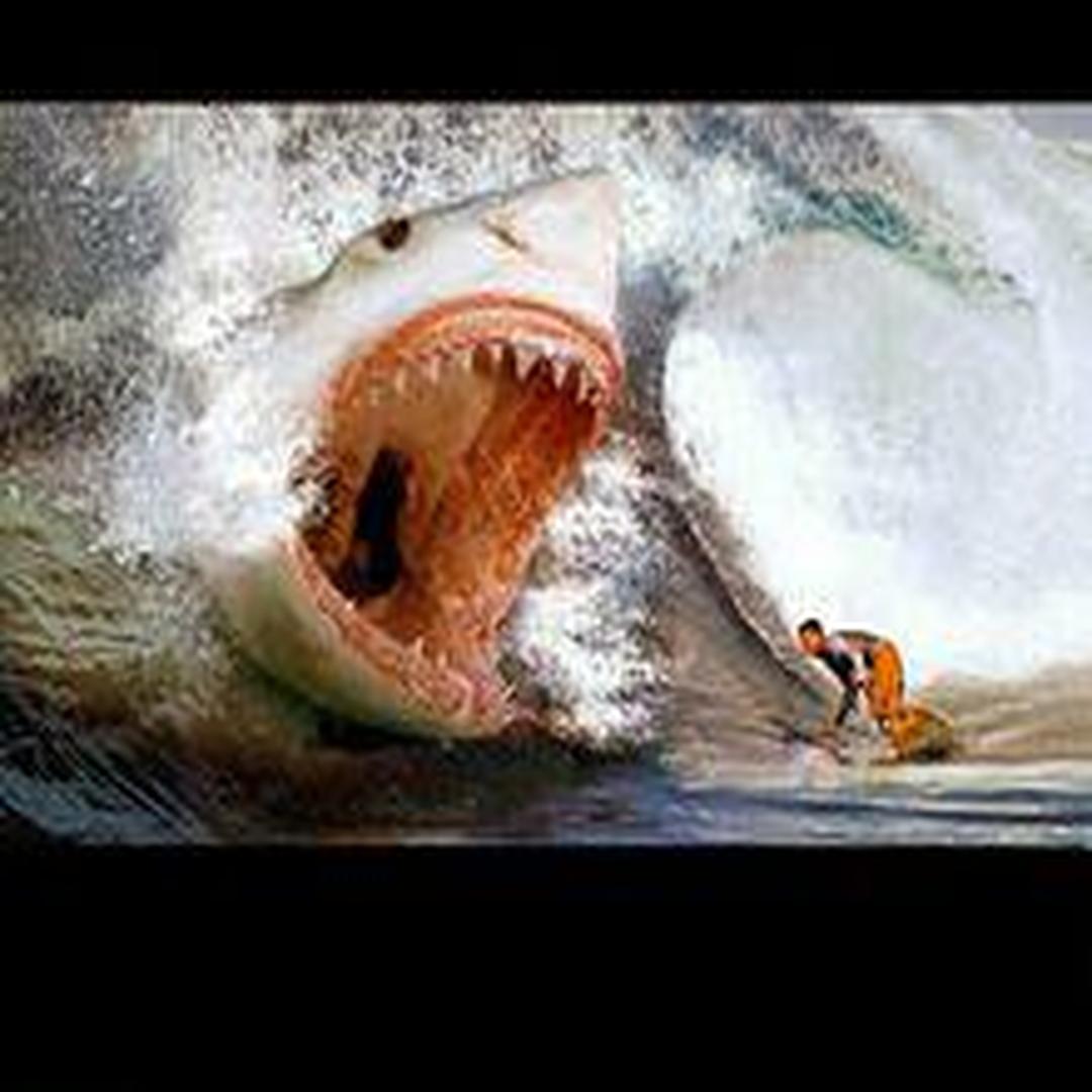 巨齿鲨精彩图册