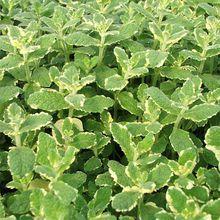 花叶薄荷 快懂百科