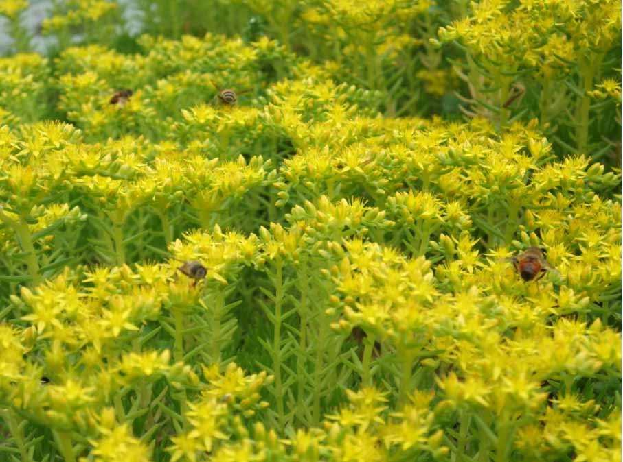 辅助蜜源植物 快懂百科