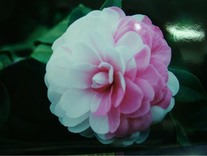 百变女王[茶花]