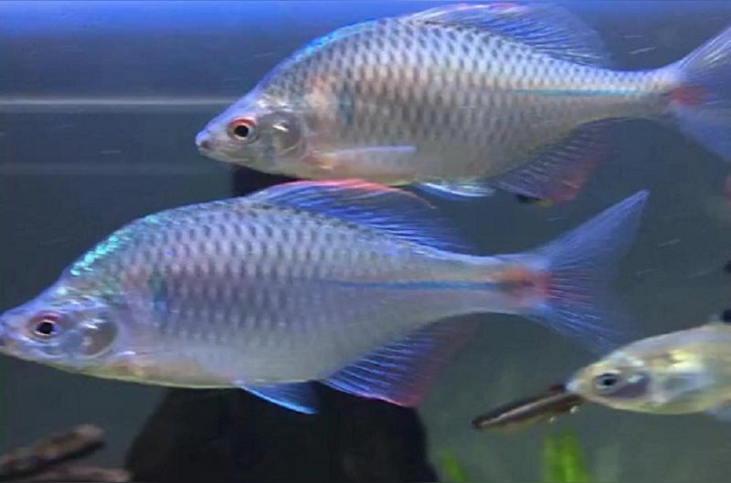 鳑鲏 鲤形目鲤科鱼类 头条百科