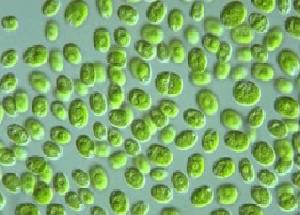 小球藻 快懂百科