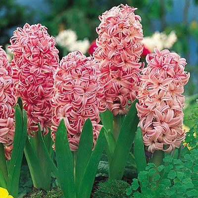 风信子 快懂百科