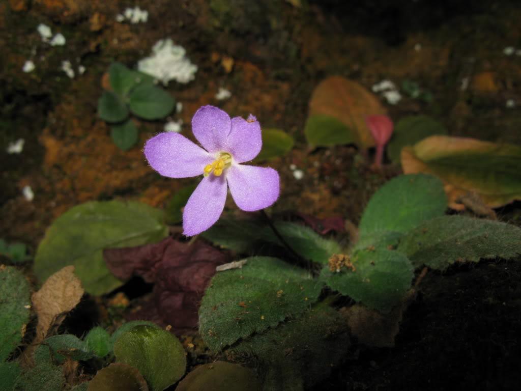 筒花苣苔 快懂百科