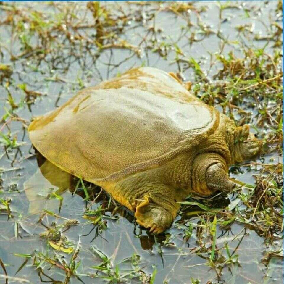 黄河鳖 - 快懂百科