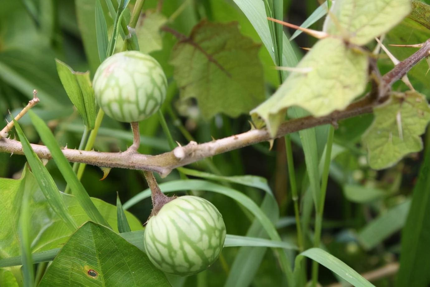 刺天茄-药用植物花谱-图片