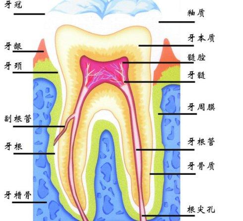 牙齿构造 头条百科