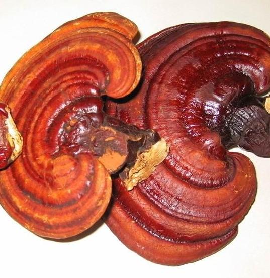 灵芝的种类 头条百科