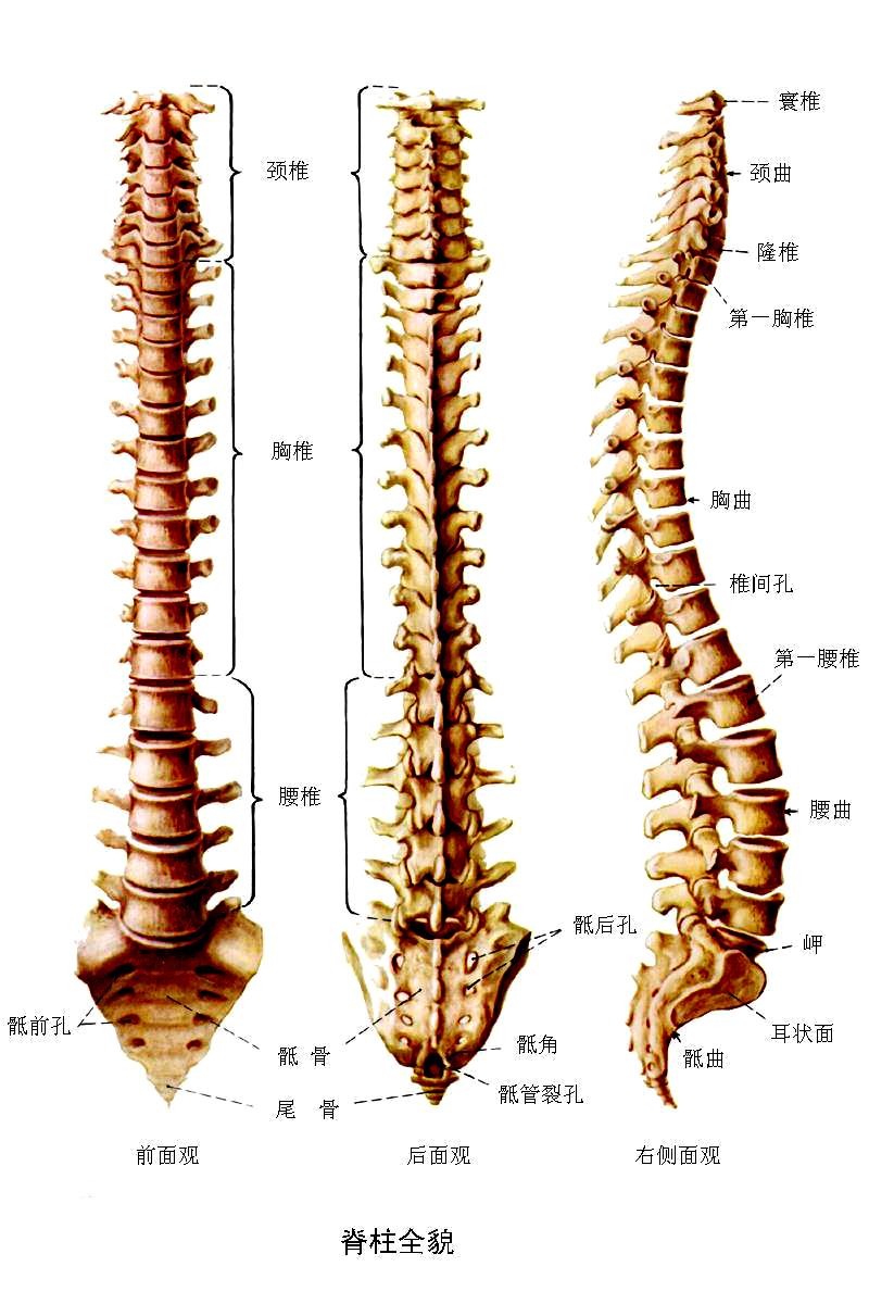 脊椎动物 快懂百科