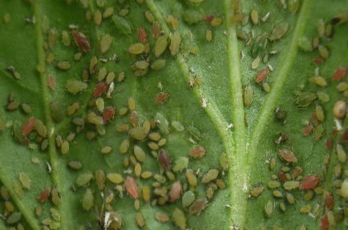 蜜虫 蜜虫 头条百科