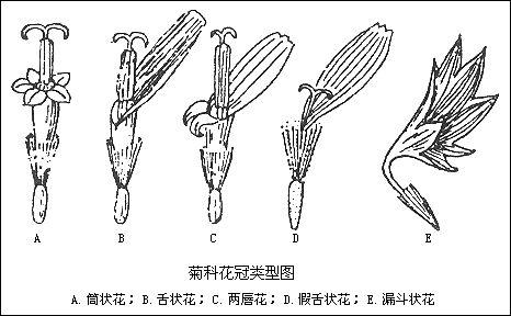 假舌状花 快懂百科