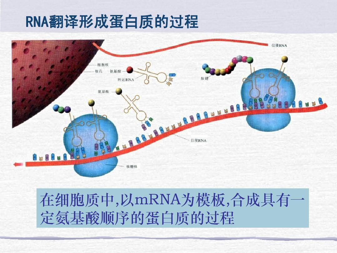 转录 - 快懂百科
