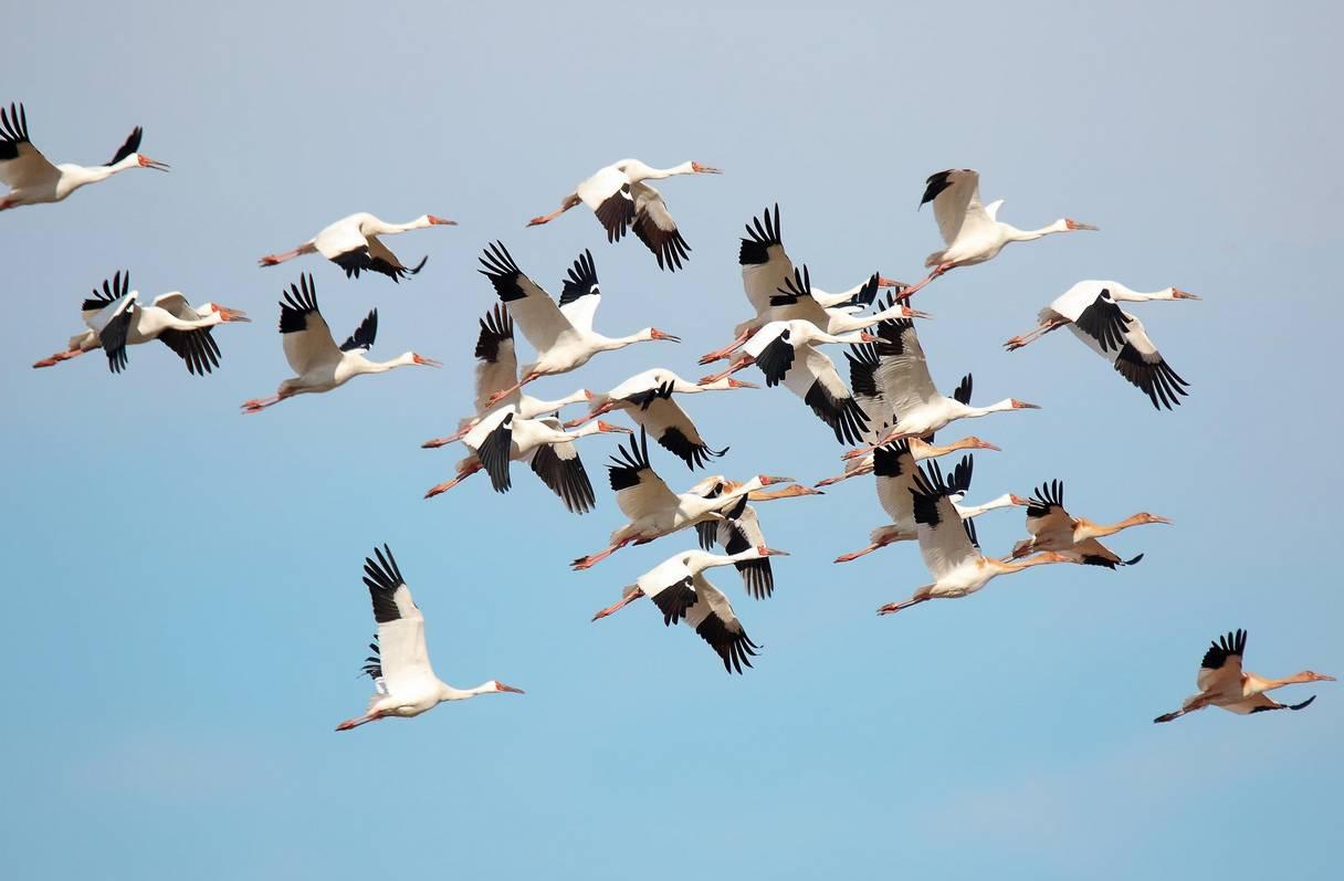 夏候鸟来了！安徽巢湖沿岸湿地，迎来候鸟迁徙高峰__财经头条