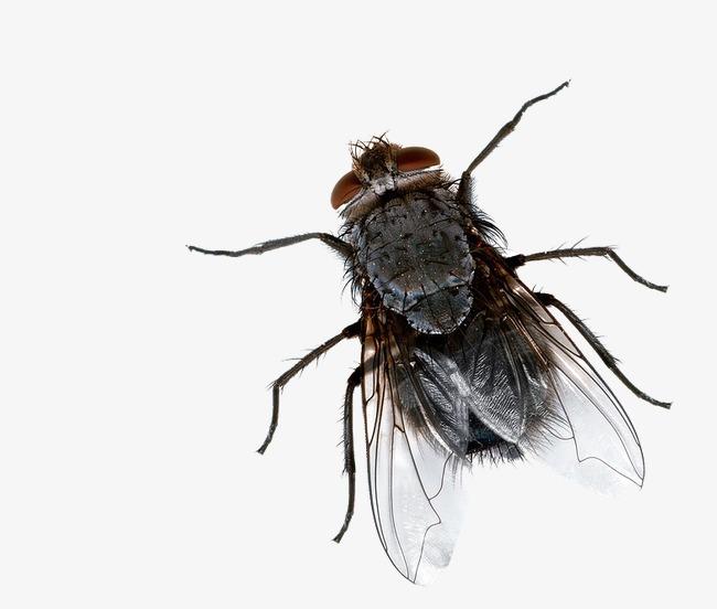 蝇 快懂百科