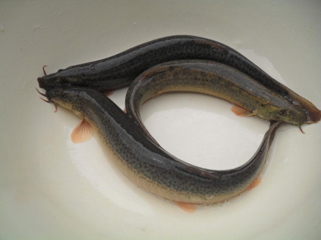 泥鳅泥鳅鲇, 在池塘里高清摄影大图-千库网