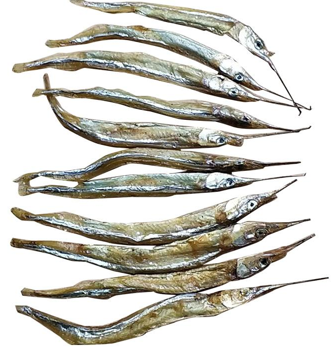 针嘴鱼 快懂百科