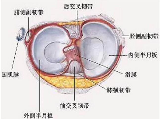 半月板 快懂百科