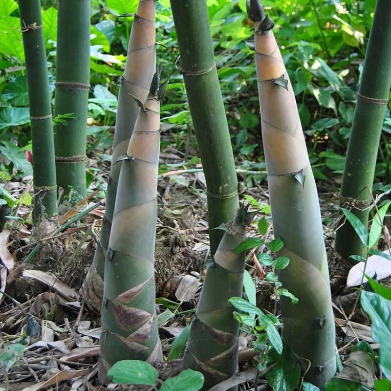 竹の栽培 – 竹を植える方法 – DSCP