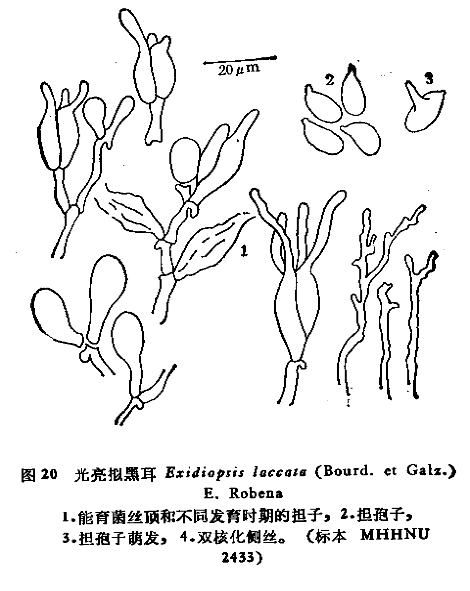 光亮拟黑耳 头条百科