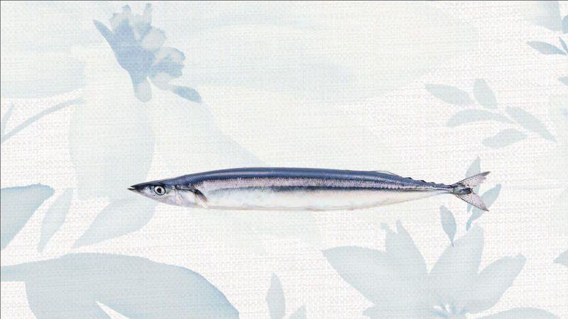 太刀鱼 快懂百科