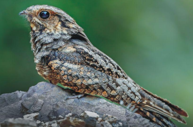 普通夜鹰 夜鹰科三声夜鹰动物 头条百科