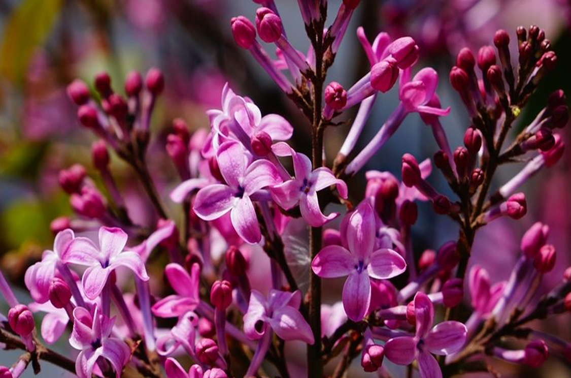 紫丁香花 紫丁香花 头条百科