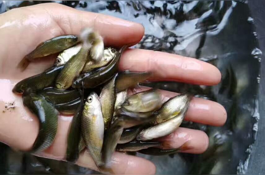 夏花鱼 夏花鱼 头条百科