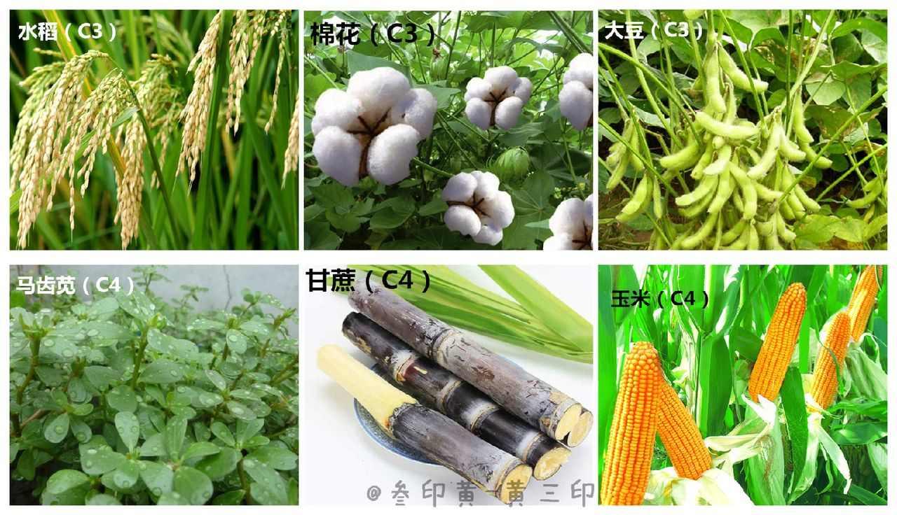 碳三植物 快懂百科