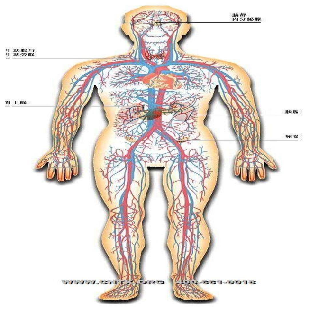 人体腺体的分布图图解图片