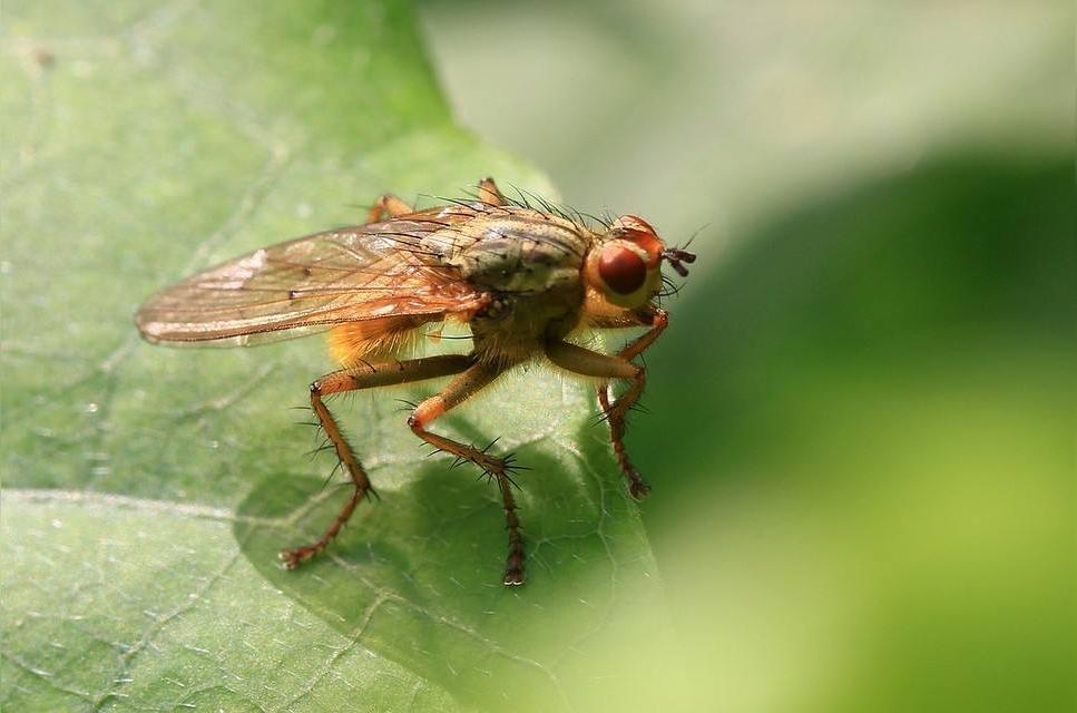 虻 双翅目虻科动物 头条百科