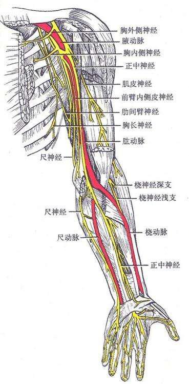 臂丛神经 快懂百科