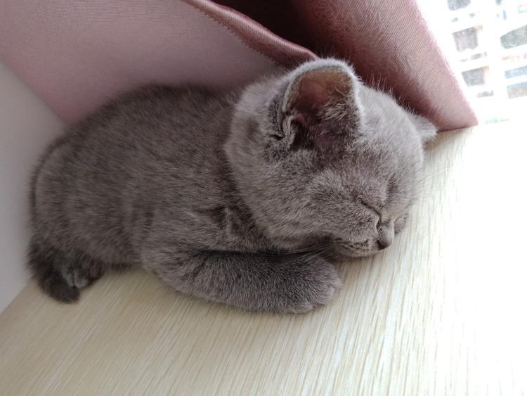 好奇心害死猫- 快懂百科