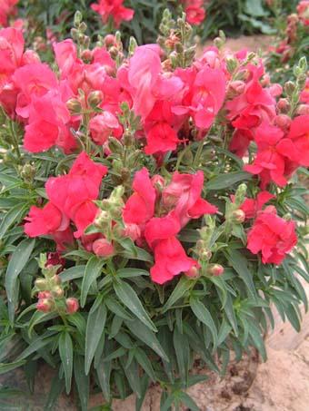 金鱼草 快懂百科