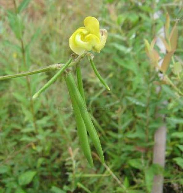 贼小豆 贼小豆 头条百科