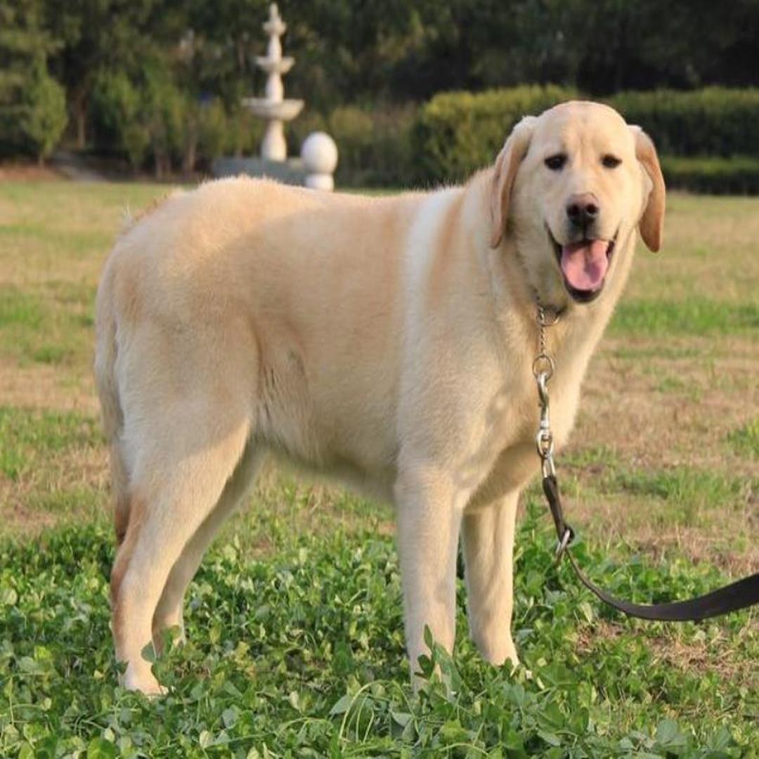 拉布拉多犬 头条百科