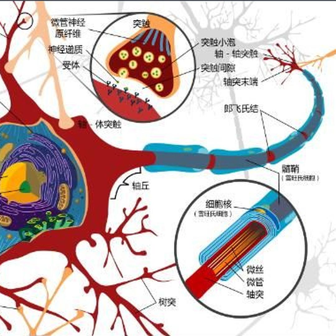 神经元[生物细胞 头条百科