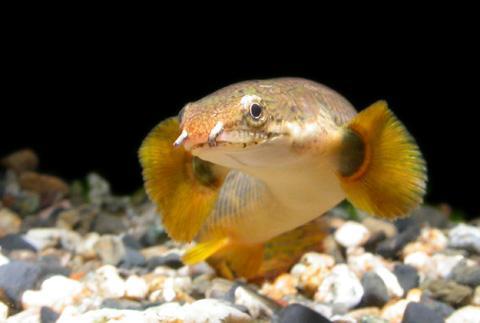 多鳍鱼 快懂百科