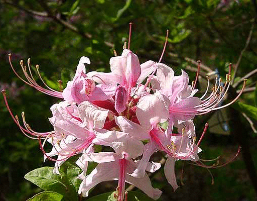 杜鹃花 快懂百科