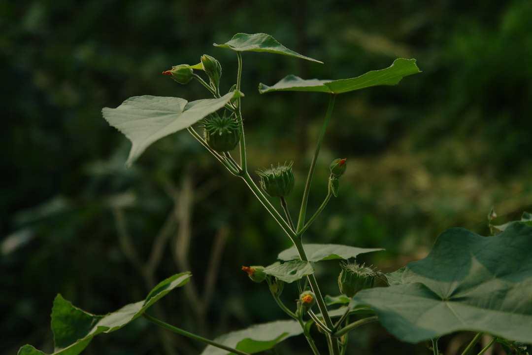 冬葵子 快懂百科