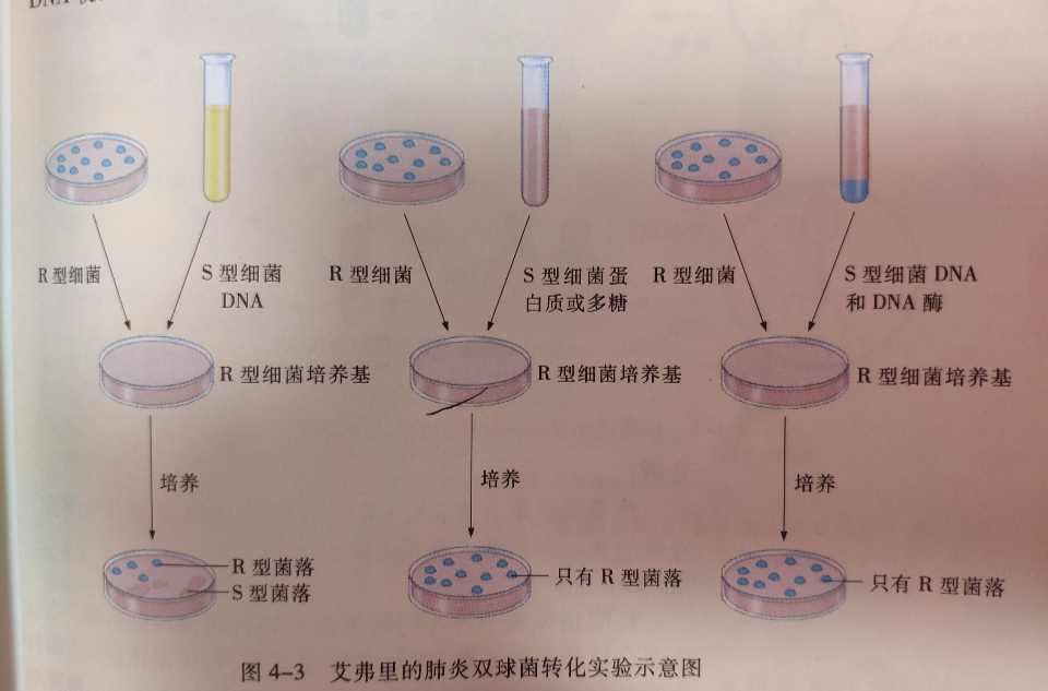 肺炎双球菌 dna | 肺炎双球菌ワクチン – JRGRNP