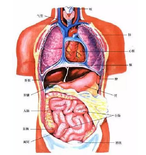 人体解剖学 快懂百科