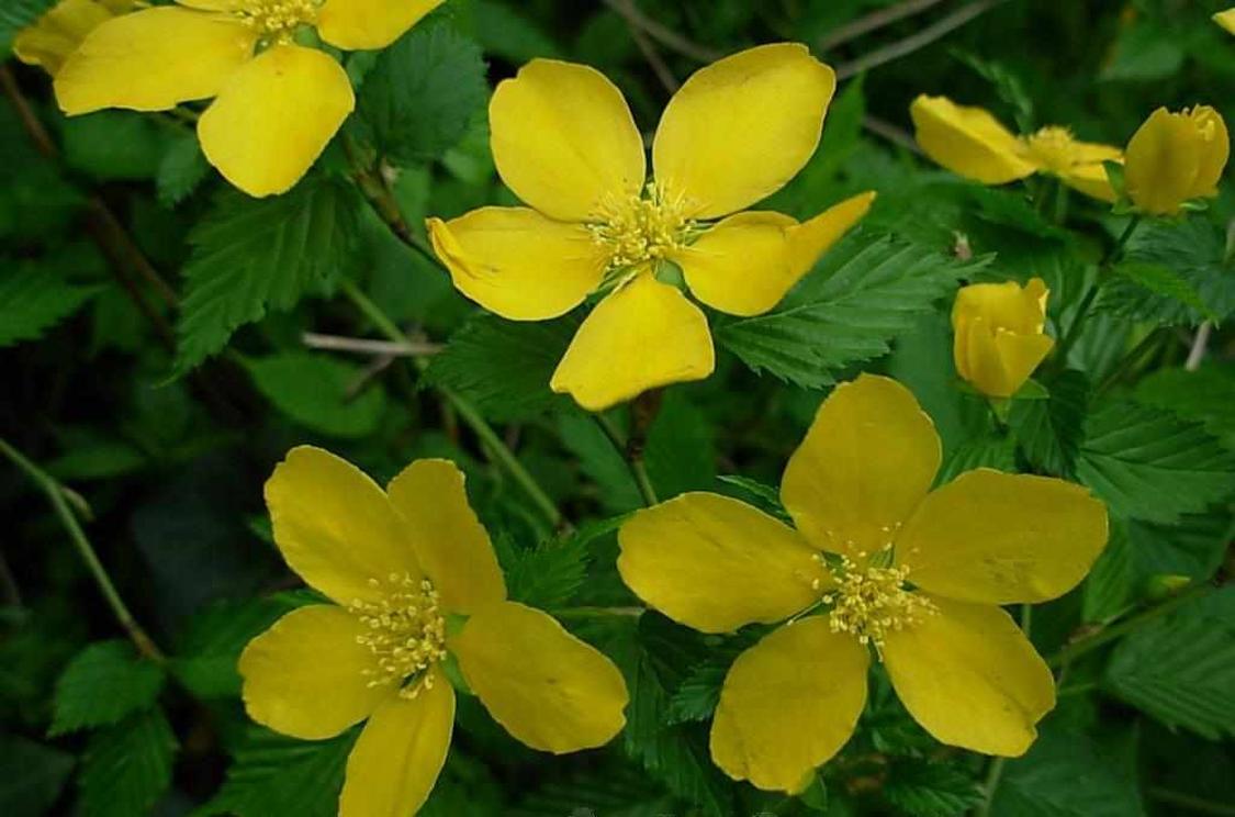 山吹花 山吹花 头条百科