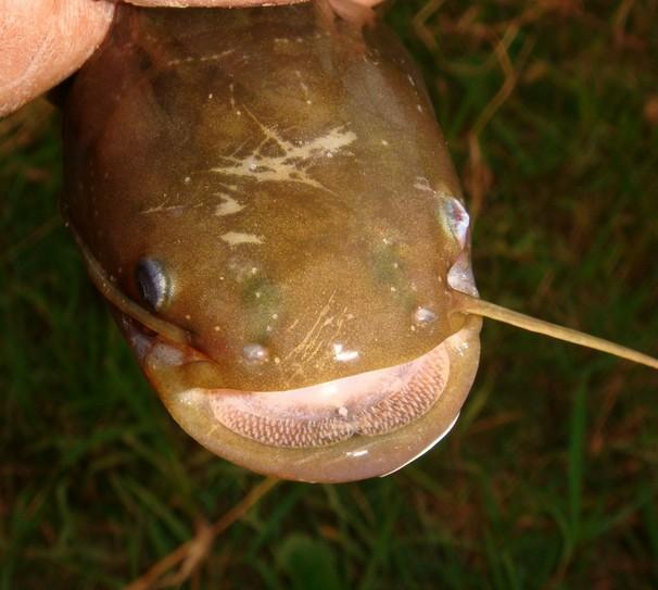 无鳞鱼 快懂百科