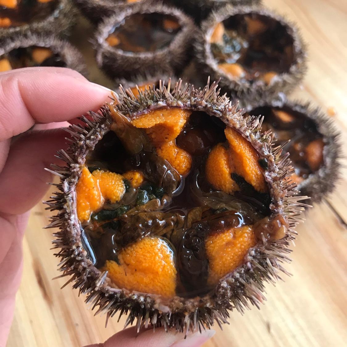 马粪海胆 快懂百科